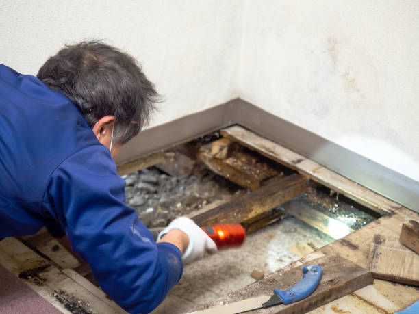Best Local Mold Removal Service  in Dearborn Heights, MI