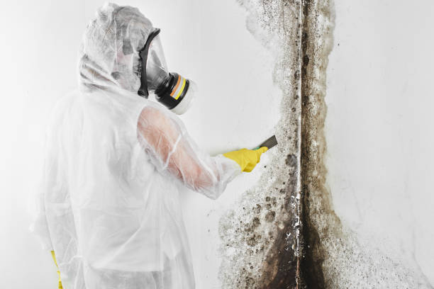 Mold Removal Process in Dearborn Heights, MI