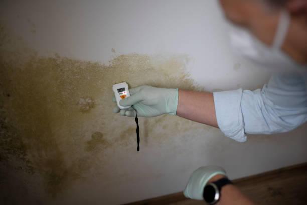 Best Office Mold Removal Services  in Dearborn Heights, MI