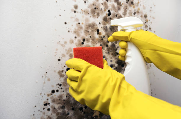 Best Mold Cleaning Services  in Dearborn Heights, MI