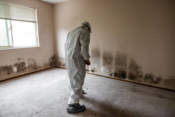 Best Crawl Space Mold Removal  in Dearborn Heights, MI