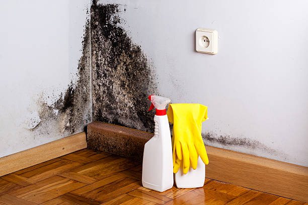 Best Toxic Mold Removal  in Dearborn Heights, MI