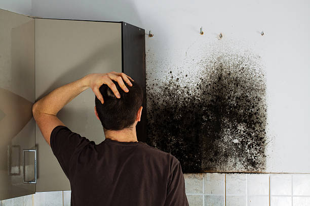 Best Toxic Mold Removal  in Dearborn Heights, MI
